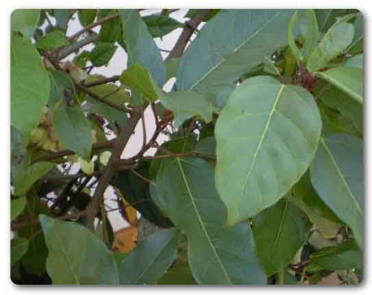  Odisha State tree, Indian fig tree, Ficus racemosa